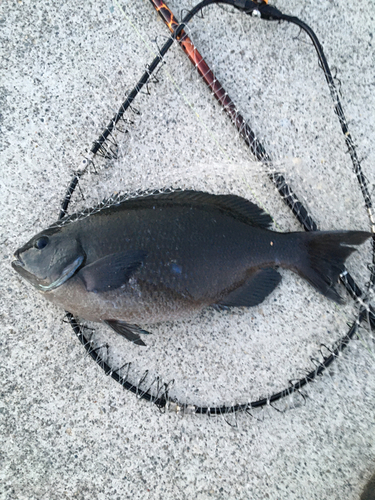 メジナの釣果