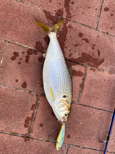 コノシロの釣果