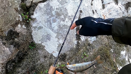 アマゴの釣果