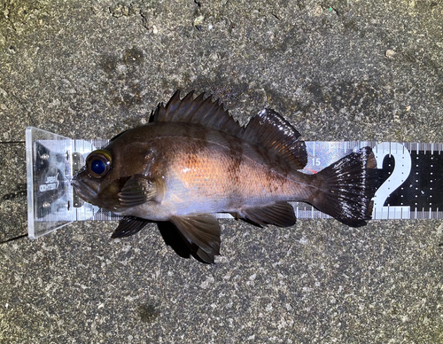 メバルの釣果