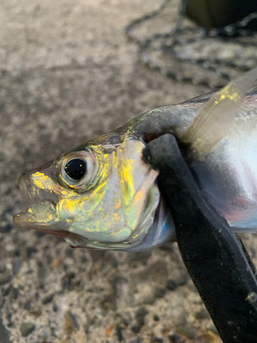 アジの釣果