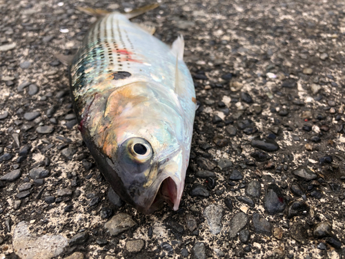 コノシロの釣果