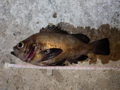 メバルの釣果