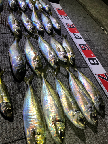 アジの釣果