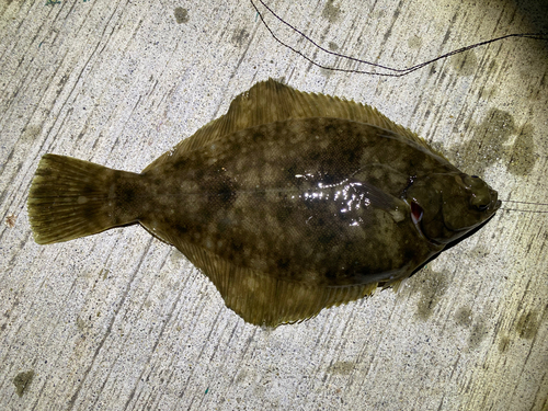 マコガレイの釣果