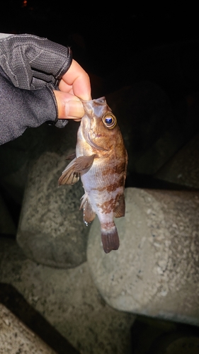 メバルの釣果