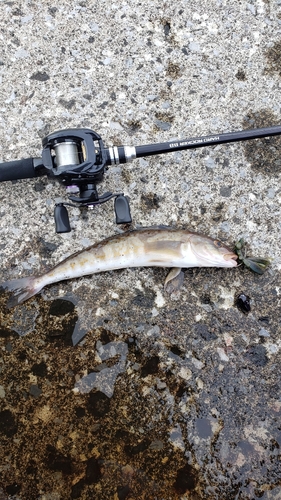 ホッケの釣果