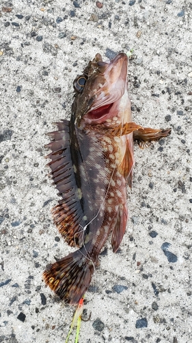 アラカブの釣果