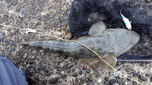 マゴチの釣果