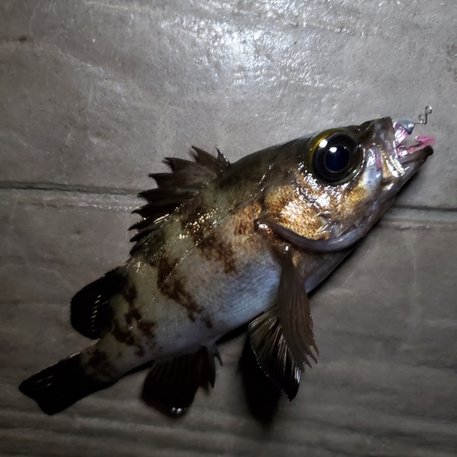 メバルの釣果