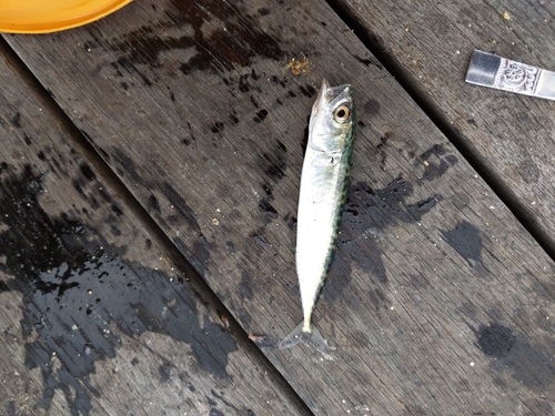 サバの釣果