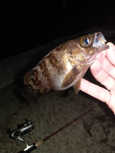 シロメバルの釣果