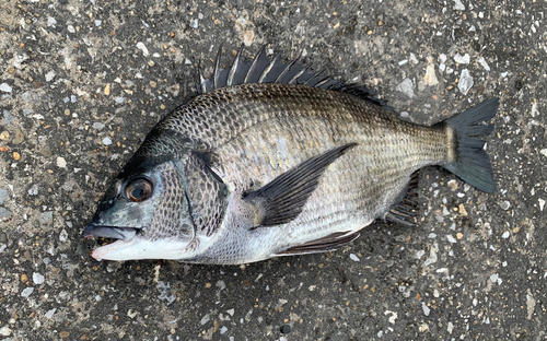 チヌの釣果