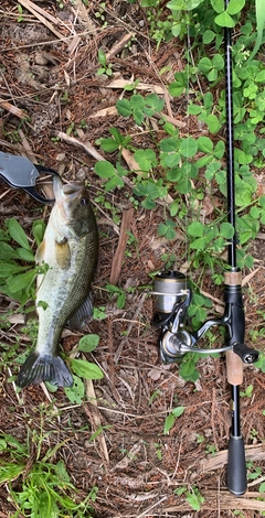 ラージマウスバスの釣果