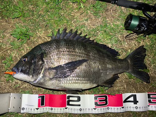 チヌの釣果