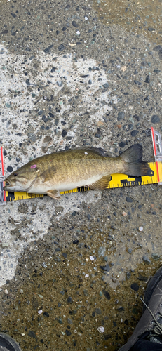 スモールマウスバスの釣果