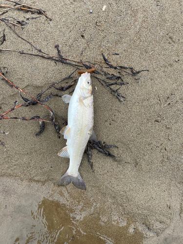 ウグイの釣果