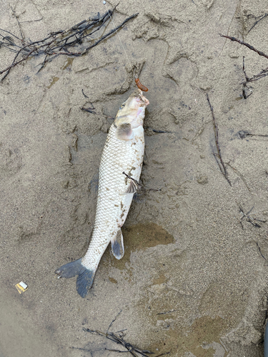 ニゴイの釣果