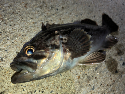 クロソイの釣果