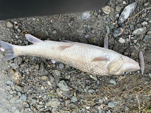 ニゴイの釣果