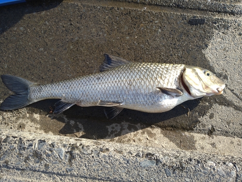 ニゴイの釣果