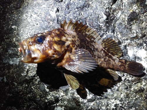 ムラソイの釣果