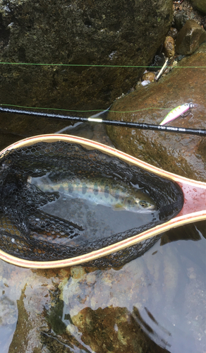 ヤマメの釣果