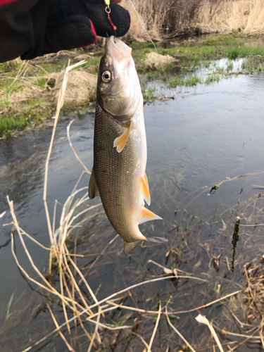 ウグイの釣果