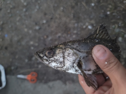 セイゴ（マルスズキ）の釣果