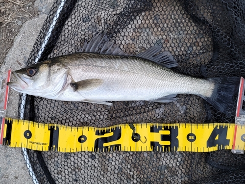 ハネ（マルスズキ）の釣果