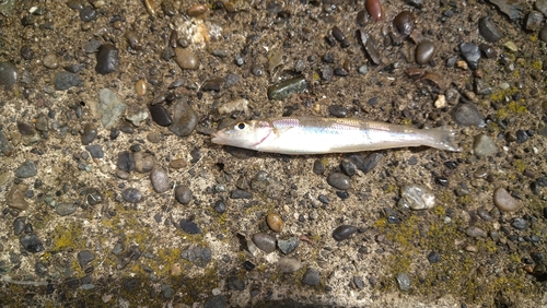 シロギスの釣果