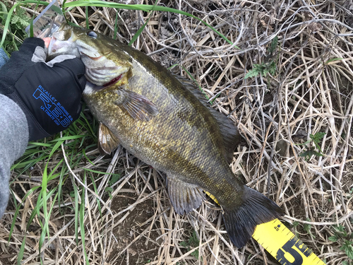 スモールマウスバスの釣果