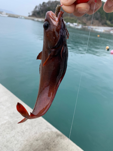 ドンコの釣果