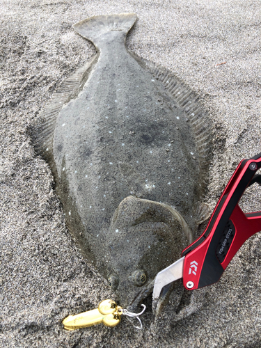 ヒラメの釣果