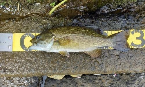 スモールマウスバスの釣果