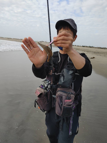 シタビラメの釣果