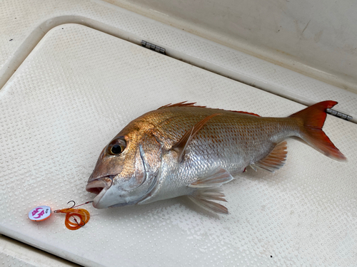 マダイの釣果