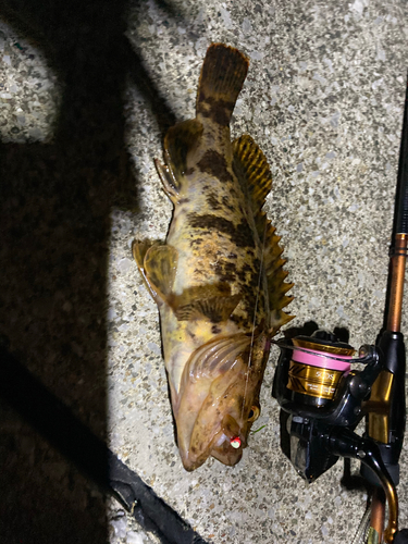 タケノコメバルの釣果