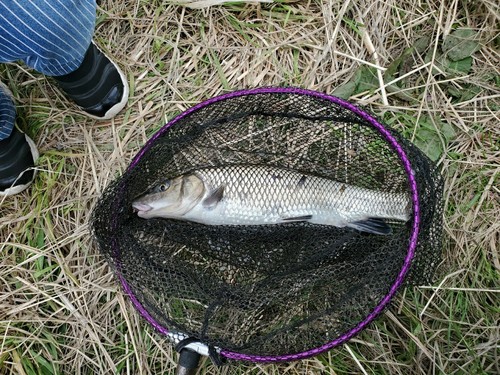 ニゴイの釣果