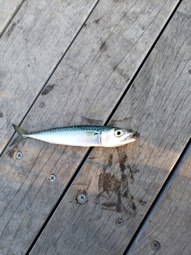 サバの釣果