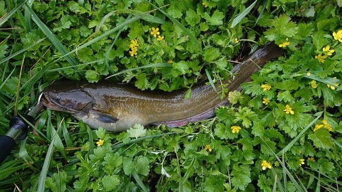 ナマズの釣果