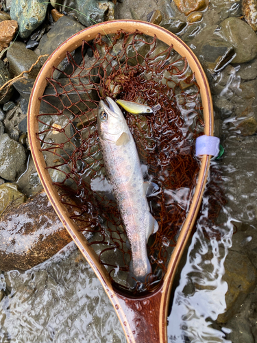 ヤマメの釣果