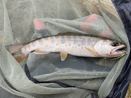 ヤマメの釣果