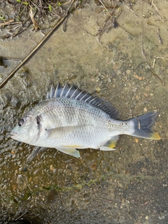 キビレの釣果