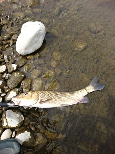 ニゴイの釣果