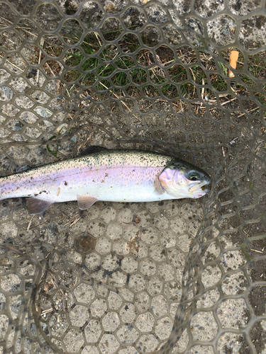 ニジマスの釣果