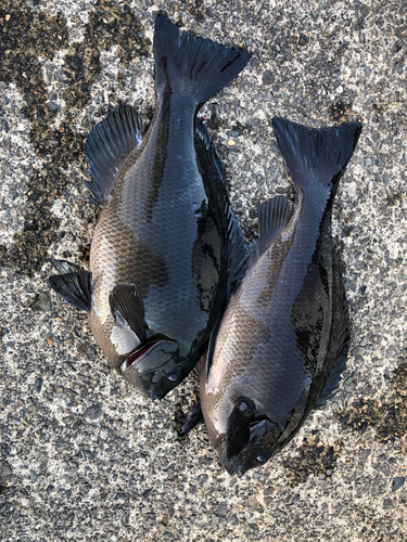 メジナの釣果