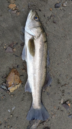 マルスズキの釣果