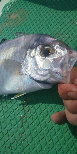 カイワリの釣果