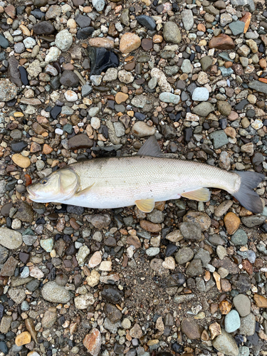 マルタウグイの釣果